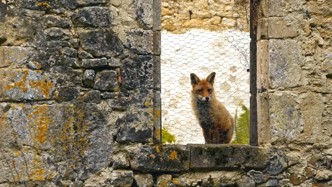 Renard