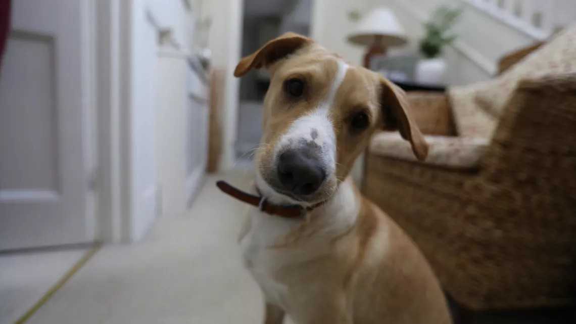 CHACUN CHERCHE SON CHIEN