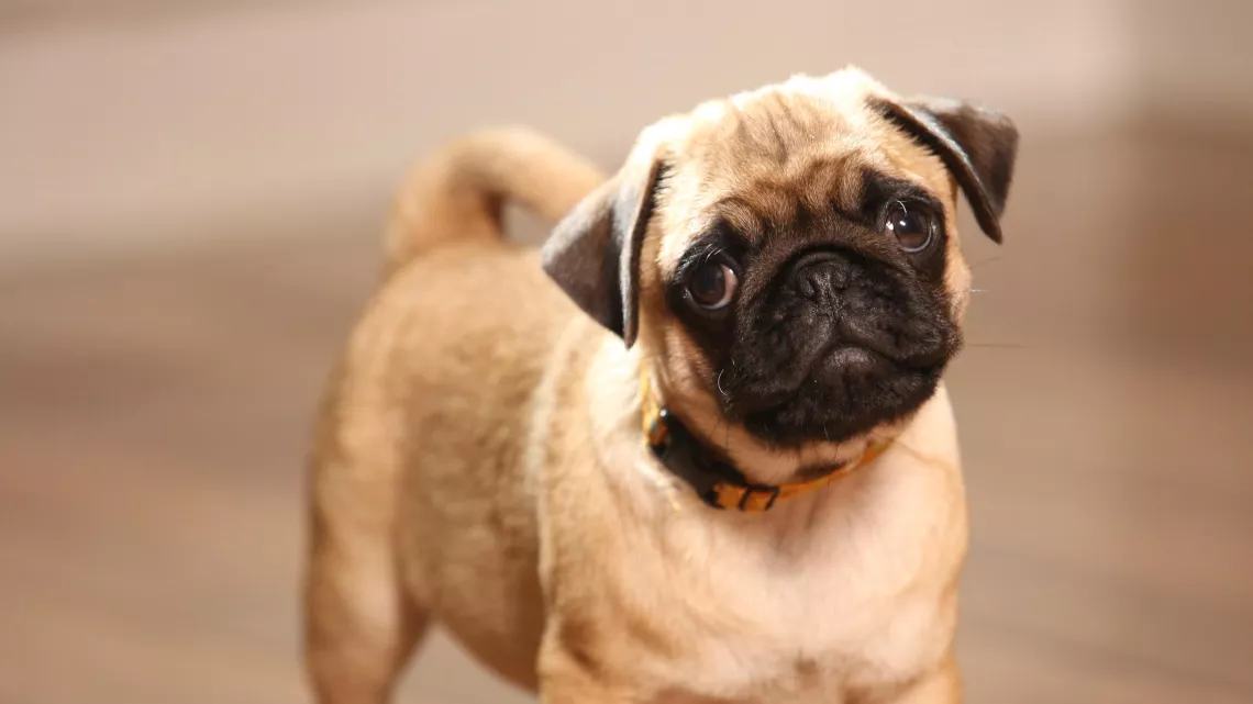 CHACUN CHERCHE SON CHIEN