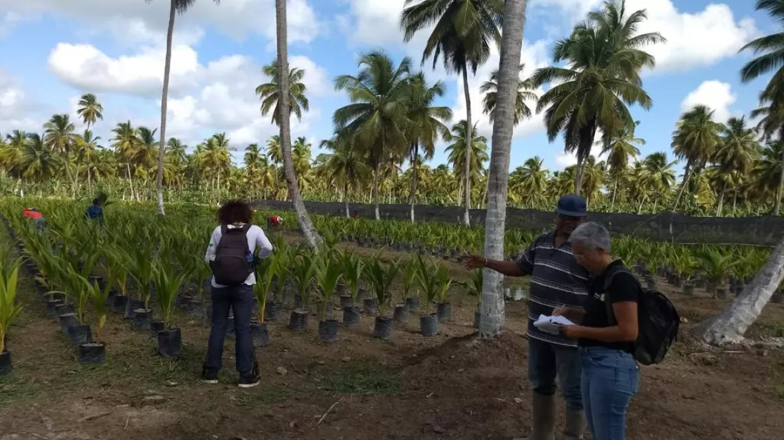 Magazine Caraïbes : culture de noix de coco au Guyana