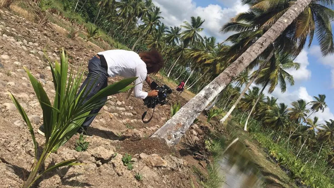 Caraïbes : culture de noix de coco au Guyana