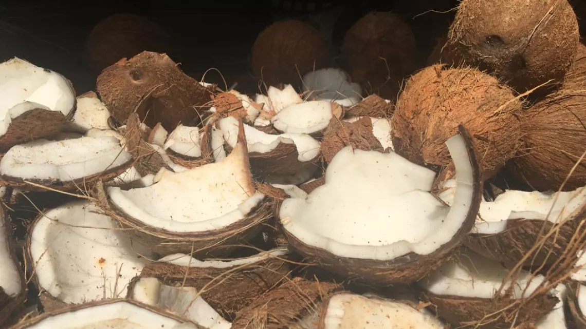 Magazine Caraïbes : culture de noix de coco au Guyana