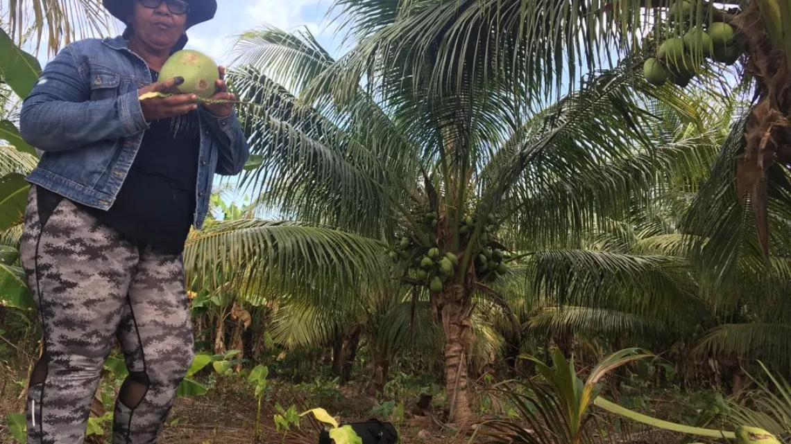 Magazine Caraïbes : culture de noix de coco au Guyana