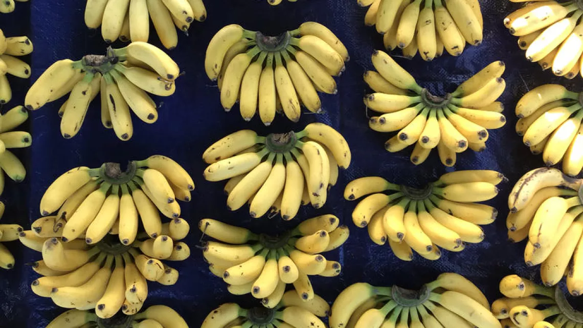 ÉCHAPPÉES BELLES - GUYANE