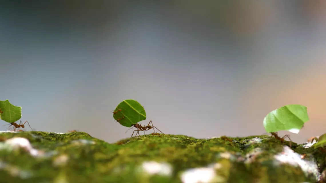 ÉCHAPPÉES BELLES - GUYANE