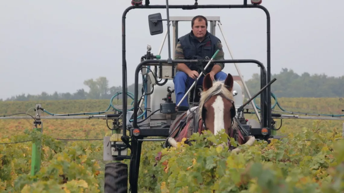 vignoble bordelais
