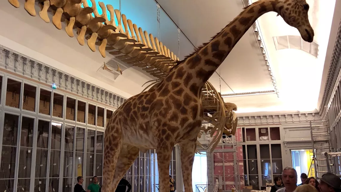 girafe
