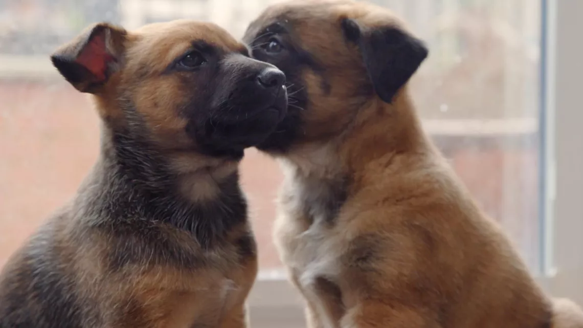 UNE VIE DE CHIOT