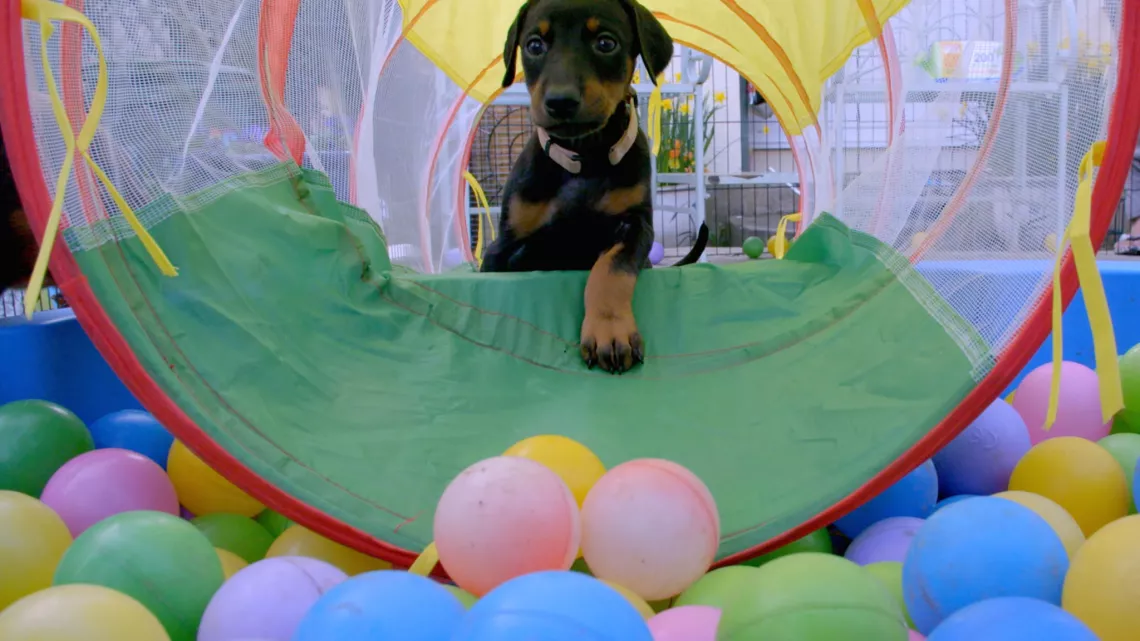 UNE VIE DE CHIOT