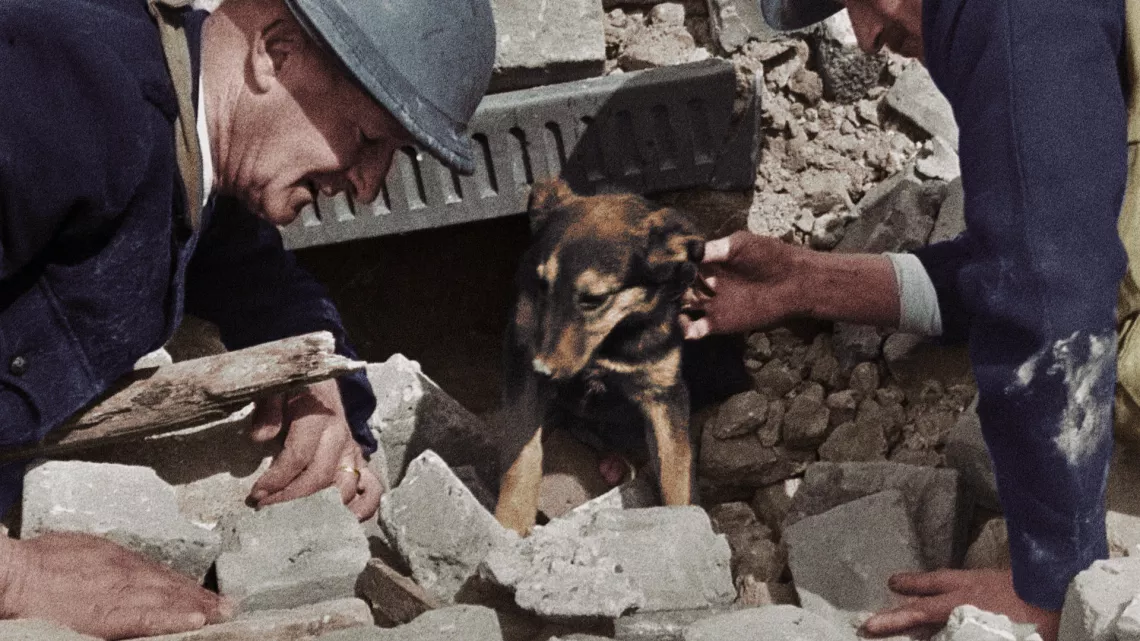39-45, les animaux dans la guerre
