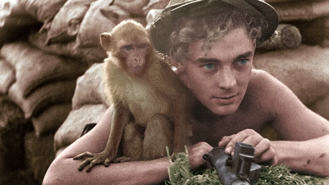 39-45, les animaux dans la guerre