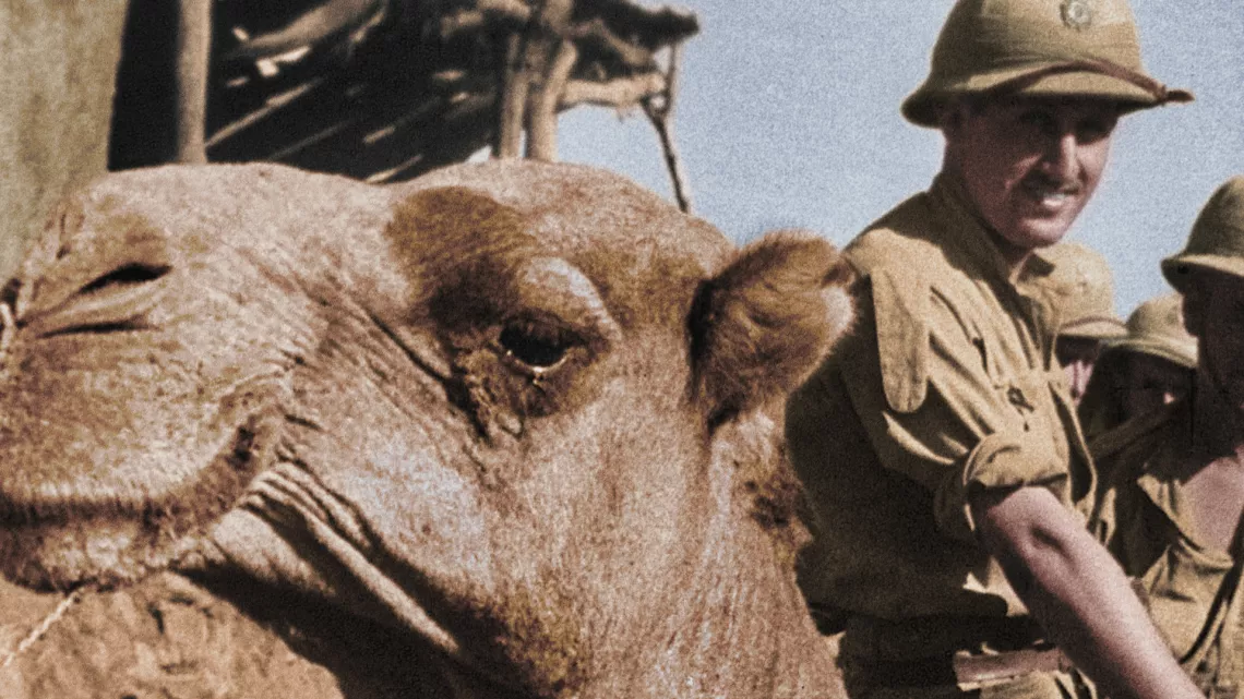 39-45, les animaux dans la guerre