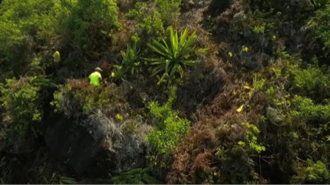 LA RÉUNION- AU SECOURS DES PLANTES