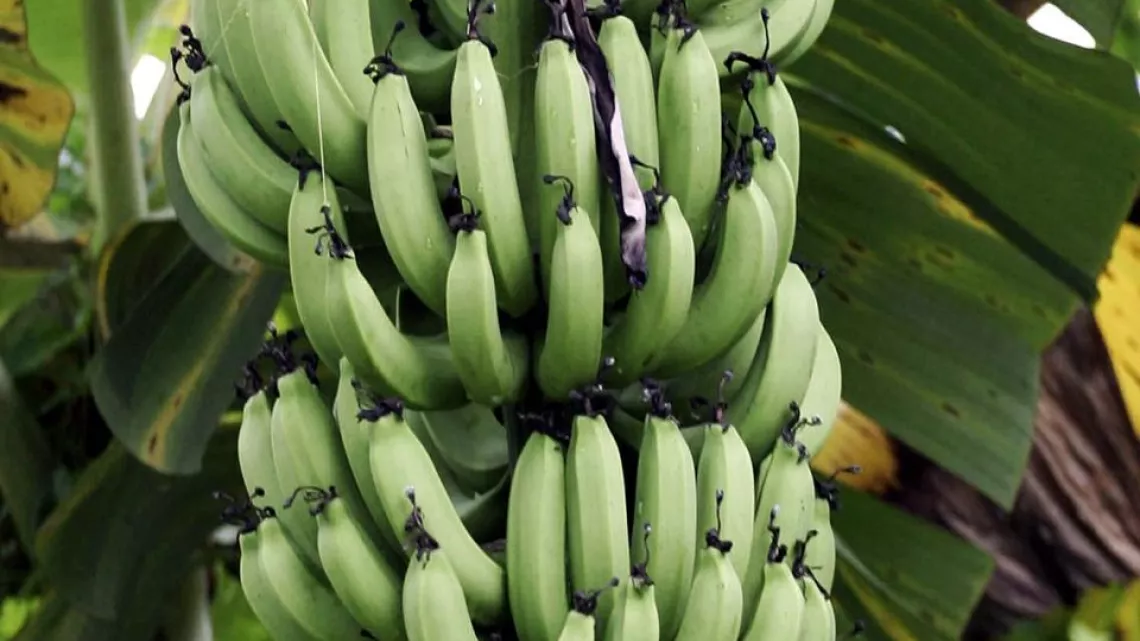 POUR QUELQUES BANANES DE PLUS, LE SCANDALE DU CHLORDÉCONE