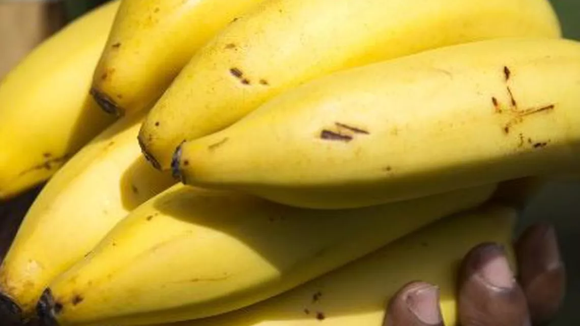 POUR QUELQUES BANANES DE PLUS, LE SCANDALE DU CHLORDÉCONE
