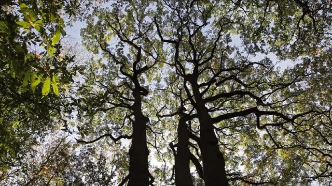 LE TEMPS DES ARBRES