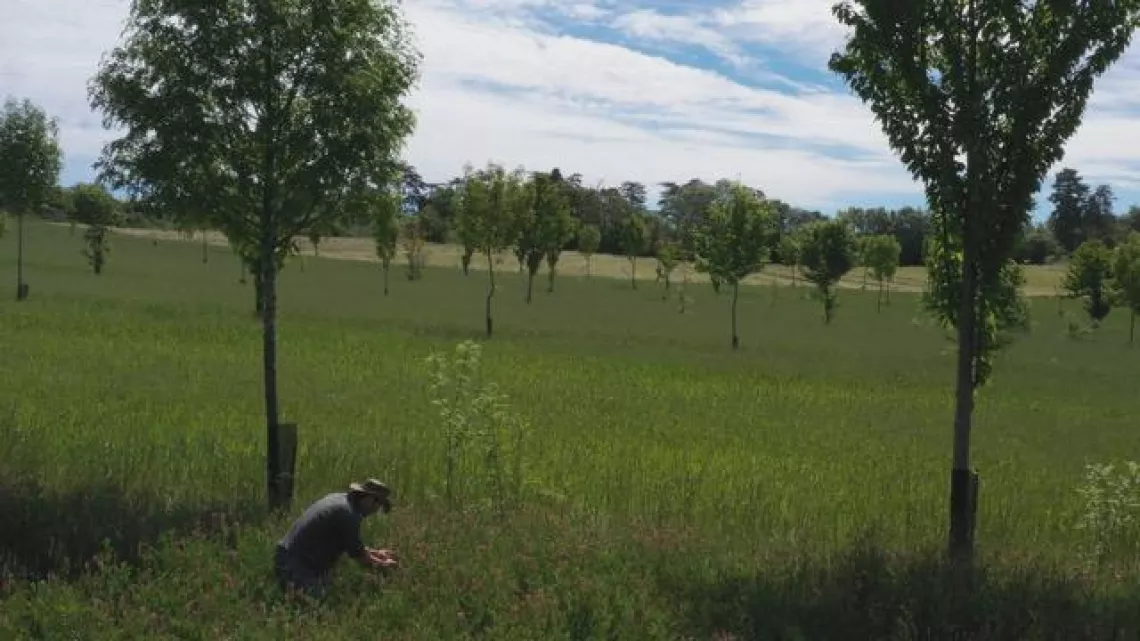 LE TEMPS DES ARBRES