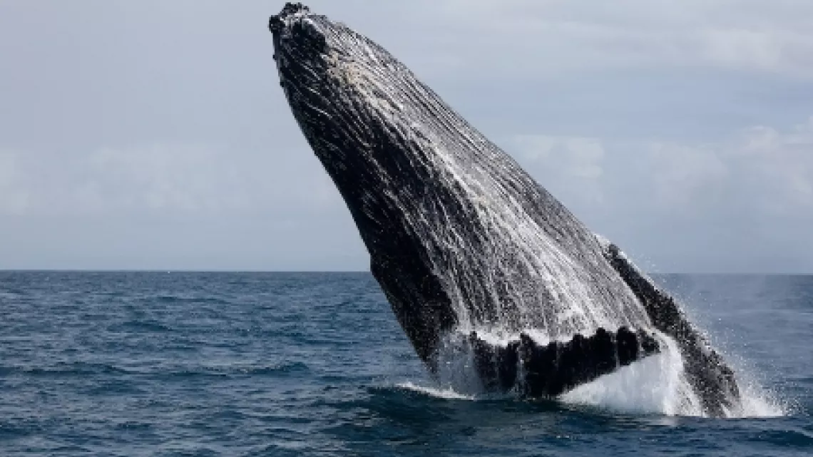 ARCHIPELS : QUAND LES BALEINES ET TORTUES NOUS MONTRENT LE CHEMIN
