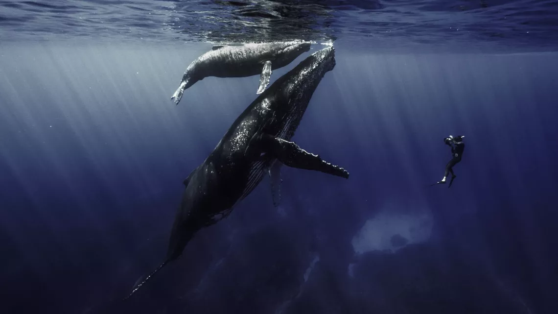ARCHIPELS : QUAND LES BALEINES ET TORTUES NOUS MONTRENT LE CHEMIN