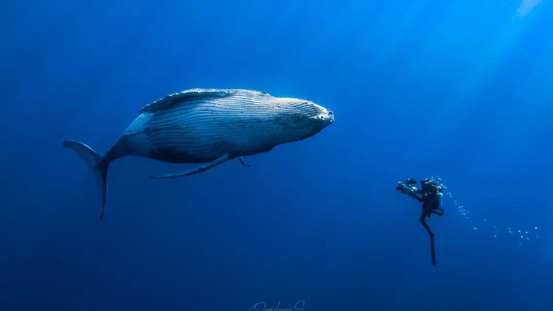 ARCHIPELS : QUAND LES BALEINES ET TORTUES NOUS MONTRENT LE CHEMIN