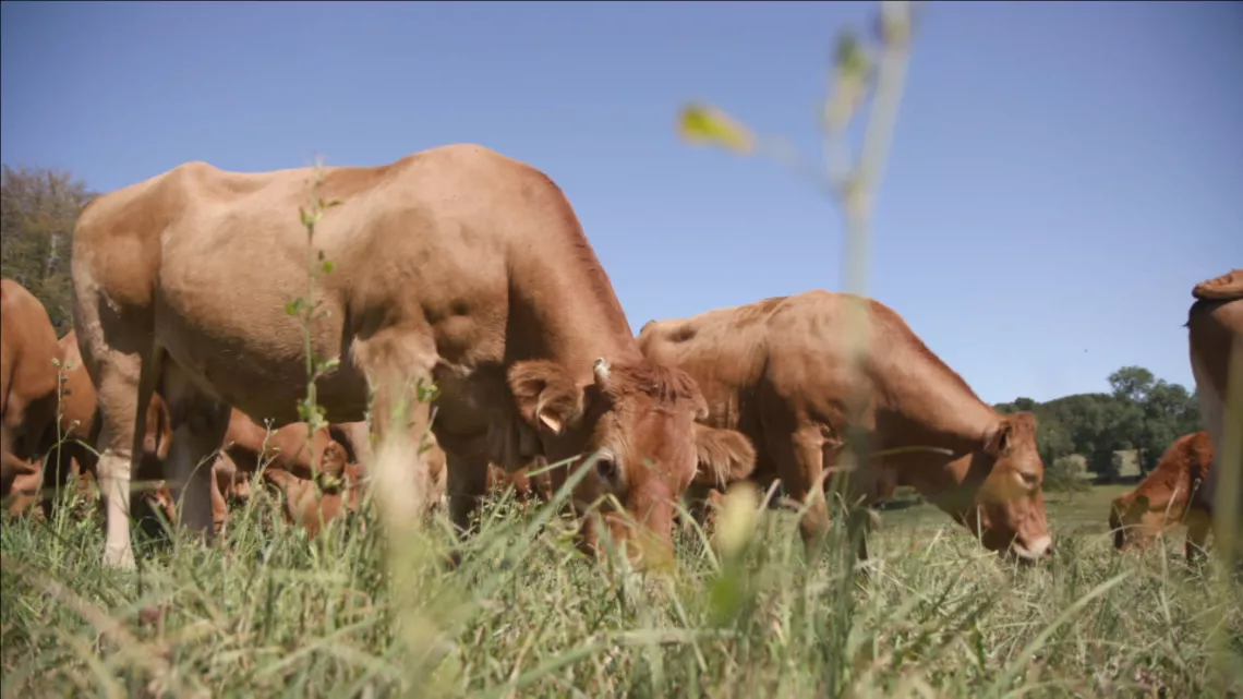 PAC - Les agriculteurs vont-ils sauver la planète ?