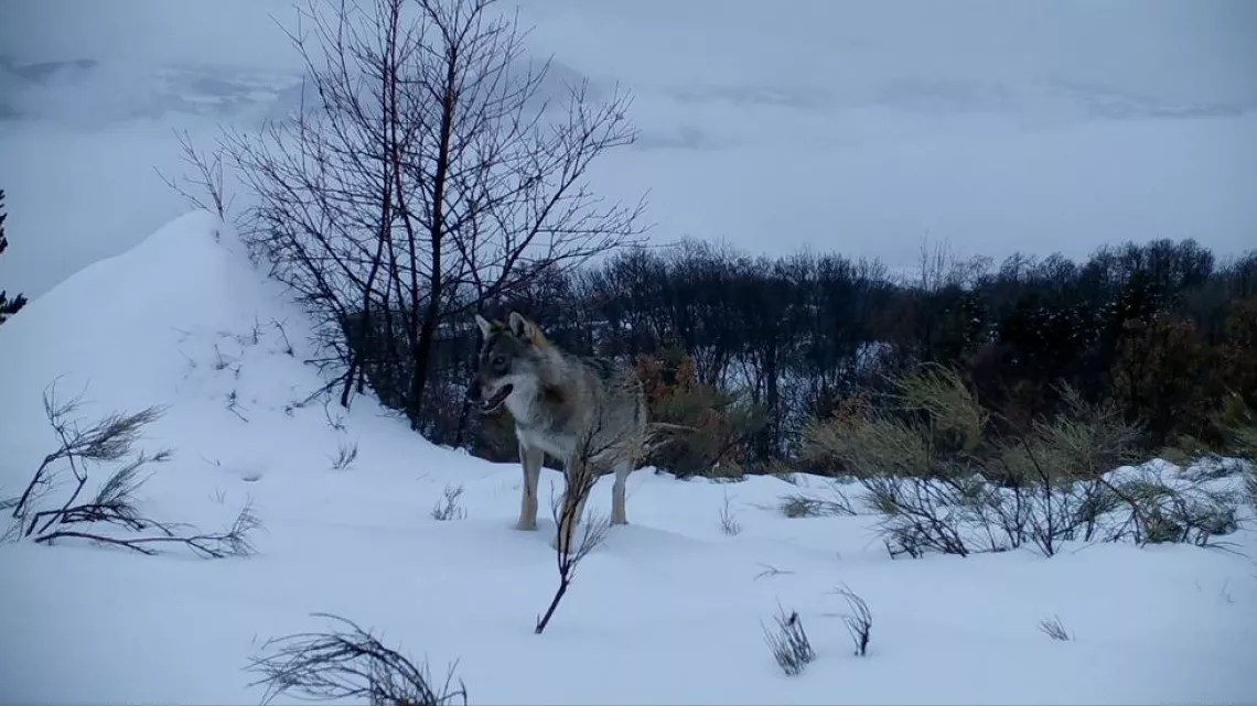 Marche avec les loups