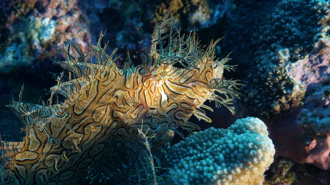Nouvelle-Calédonie, l'île sauvage