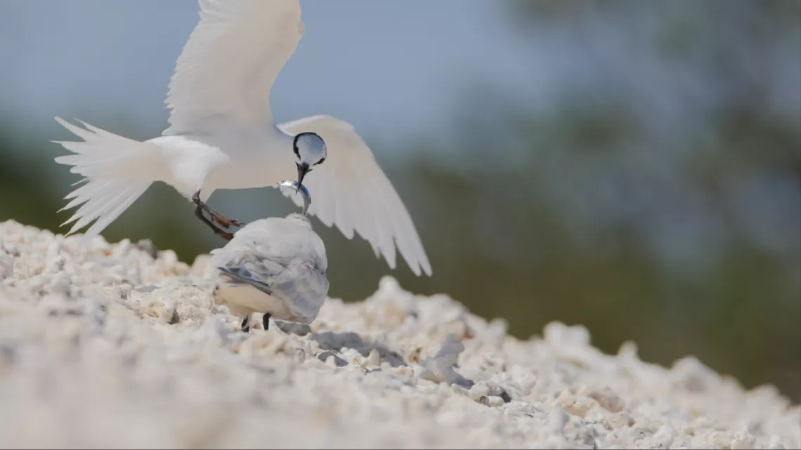 Nouvelle-Calédonie, l'île sauvage