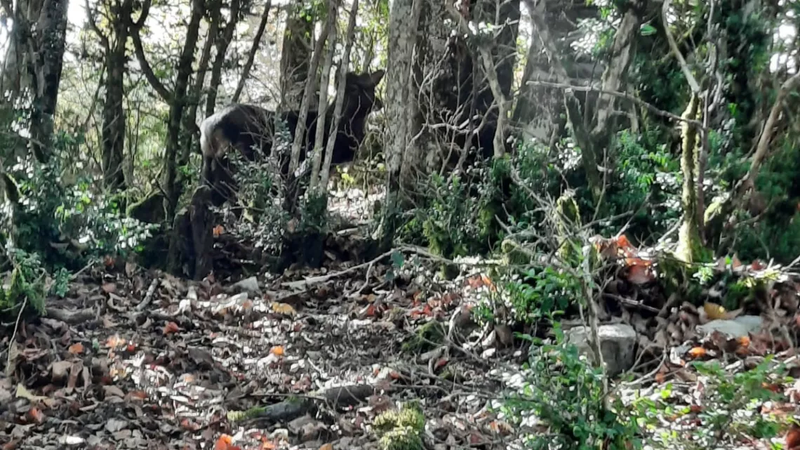 Un cerf dans la réserve sans chasse de l'ASPAS dans la Drôme
