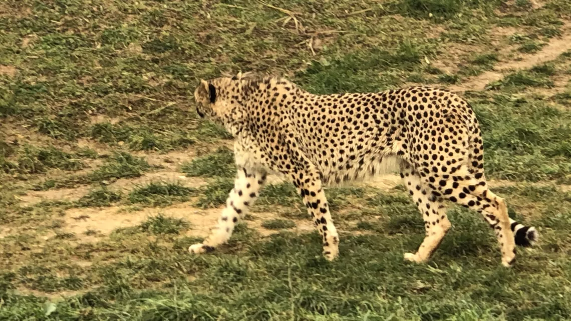 Enquêtes de région -  Des animaux et des hommes © Jérôme Plessy