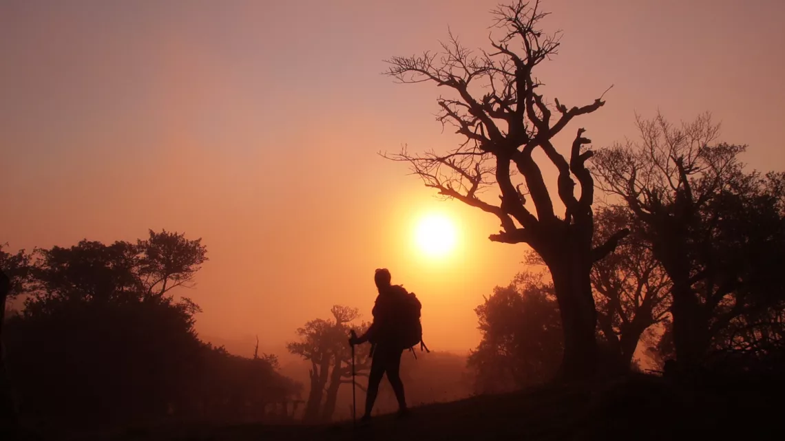 Avec 25 forêts classées, la Réunion est un territoire exceptionnel. C’est l’un des 34 hotspots de biodiversité terrestre mondiale. Mais aussi le département français où l'on replante le plus d'arbres, chaque année, par habitants.