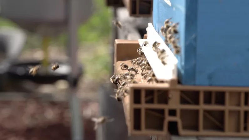 Les Nouveaux Défis, votre rendez-vous avec l’économie de l'île sur Réunion la 1ère : Best of 2025