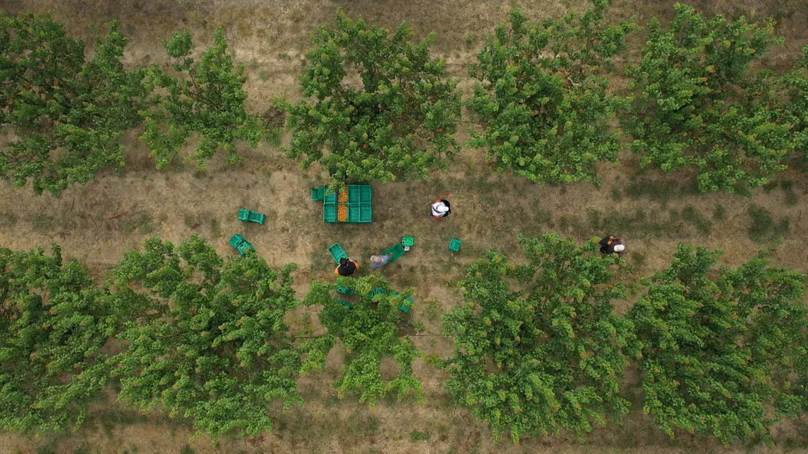 Abricots