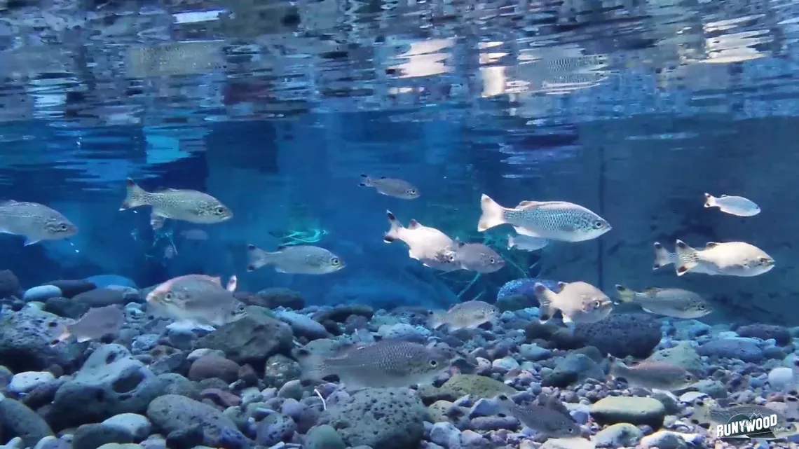 Bassin Bleu, sur la côte est de la Réunion, une eau de source qui jaillit des rochers et se mêle à l’eau de mer. Depuis toujours on y vient boire et chercher de l’eau, parfois de très loin. Si vous y êtes très tôt le matin, certain que vous croiserez des habitués : ces porteurs d’eau, chargés de sacs remplis de bonbonnes d’eau en plastique. Ils viennent au bassin boire, parfois nager, se régénérer au contact d’un lieu magique et unique où résonne clairement la force d’une nature qui se montrer aussi généreu