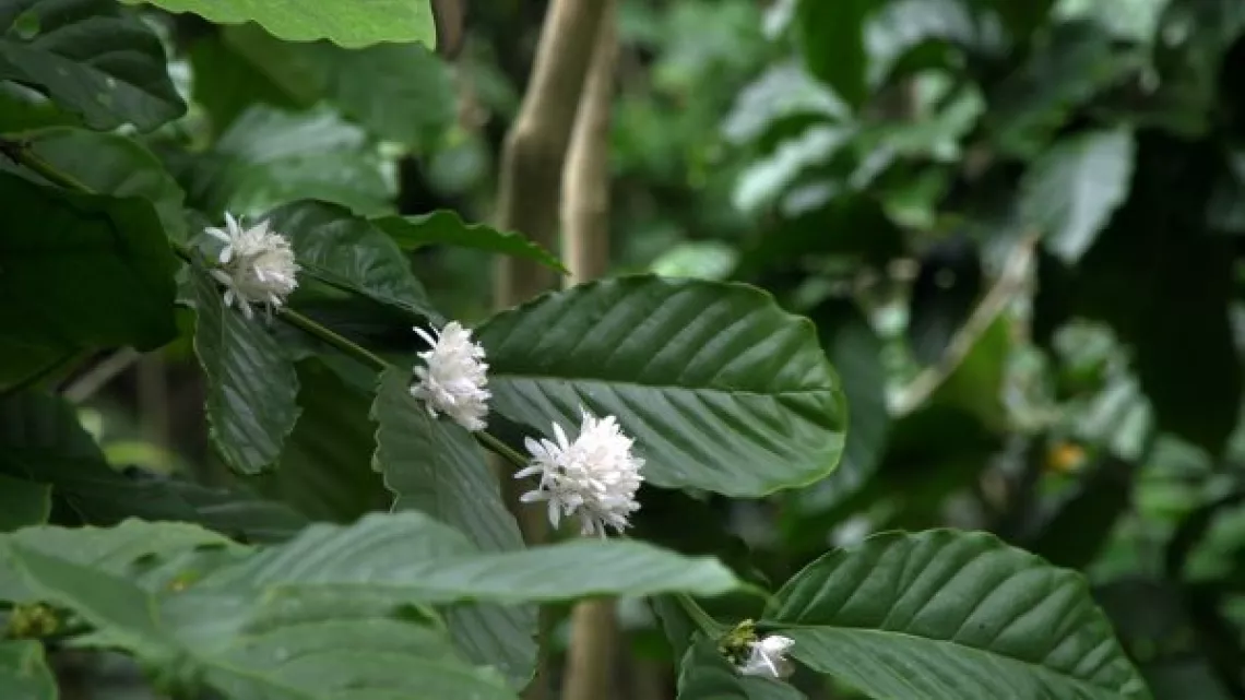 Café calédonien : l’alchimie d’un pays