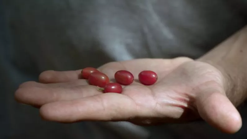 Café calédonien : l’alchimie d’un pays