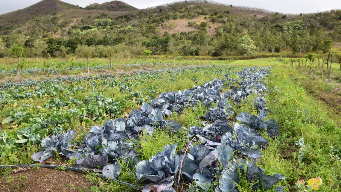 Nouvelle-Calédonie, la terre et la parole