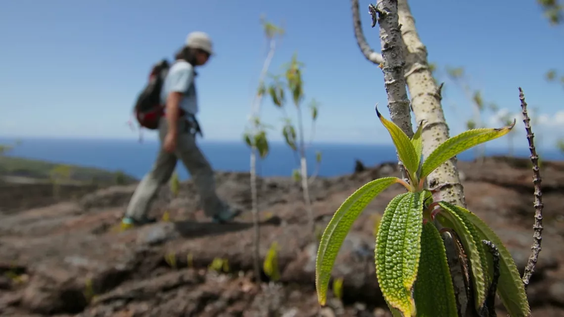 Avec 25 forêts classées, la Réunion est un territoire exceptionnel. C’est l’un des 34 hotspots de biodiversité terrestre mondiale. Mais aussi le département français où l'on replante le plus d'arbres, chaque année, par habitants.