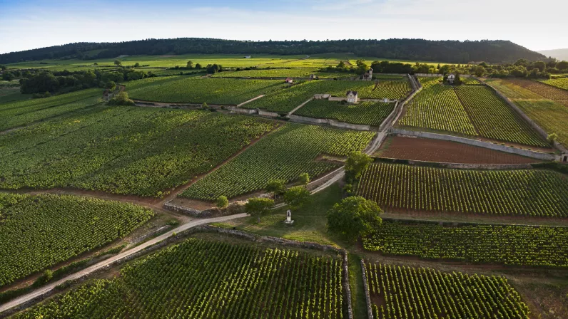 10 ans de Climats en Côte de Nuits ©Aurelien Ibanez