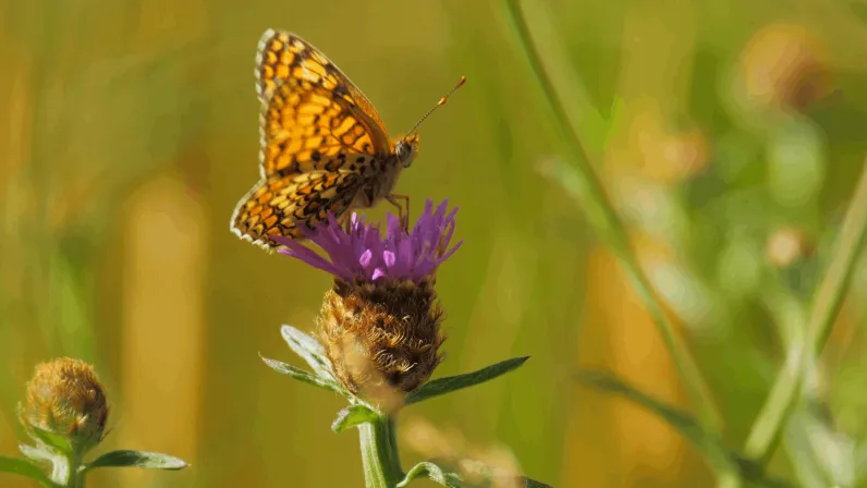 Espaces Sensibles - Azuro, le papillon azuré