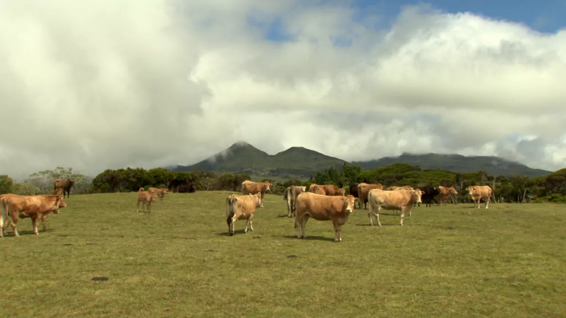 Dans la ferme de l'Îlot Paradis à La Réunion, Sandrine, Bruno et leur associé, Nicolas, pratiquent l’agroécologie en maraîchage et vergers.