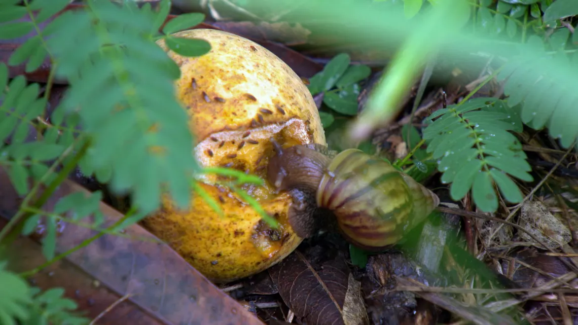 Dans la ferme de l'Îlot Paradis à La Réunion, Sandrine, Bruno et leur associé, Nicolas, pratiquent l’agroécologie en maraîchage et vergers.