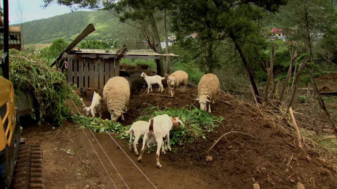 Dans la ferme de l'Îlot Paradis à La Réunion, Sandrine, Bruno et leur associé, Nicolas, pratiquent l’agroécologie en maraîchage et vergers.