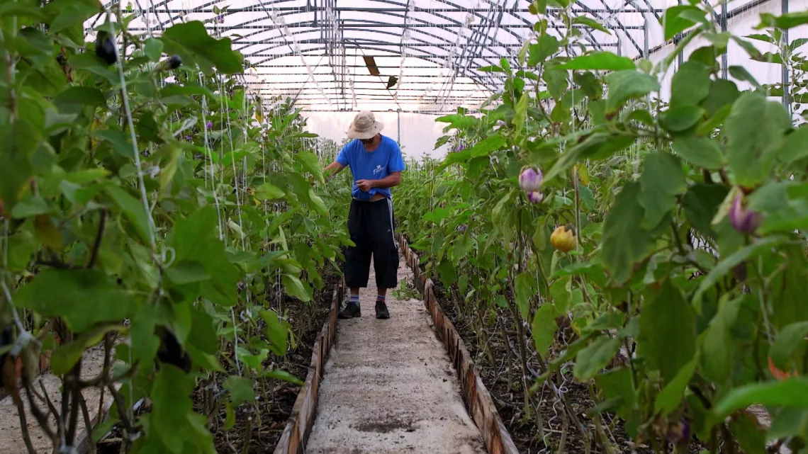 Dans la ferme de l'Îlot Paradis à La Réunion, Sandrine, Bruno et leur associé, Nicolas, pratiquent l’agroécologie en maraîchage et vergers.