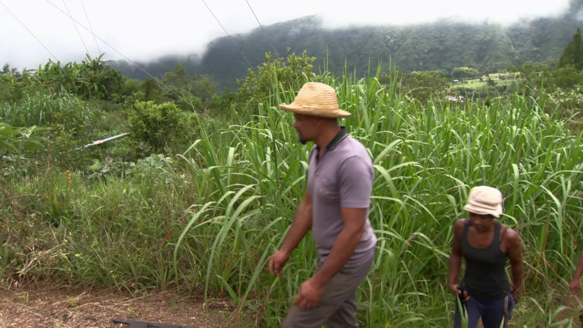 Dans la ferme de l'Îlot Paradis à La Réunion, Sandrine, Bruno et leur associé, Nicolas, pratiquent l’agroécologie en maraîchage et vergers.