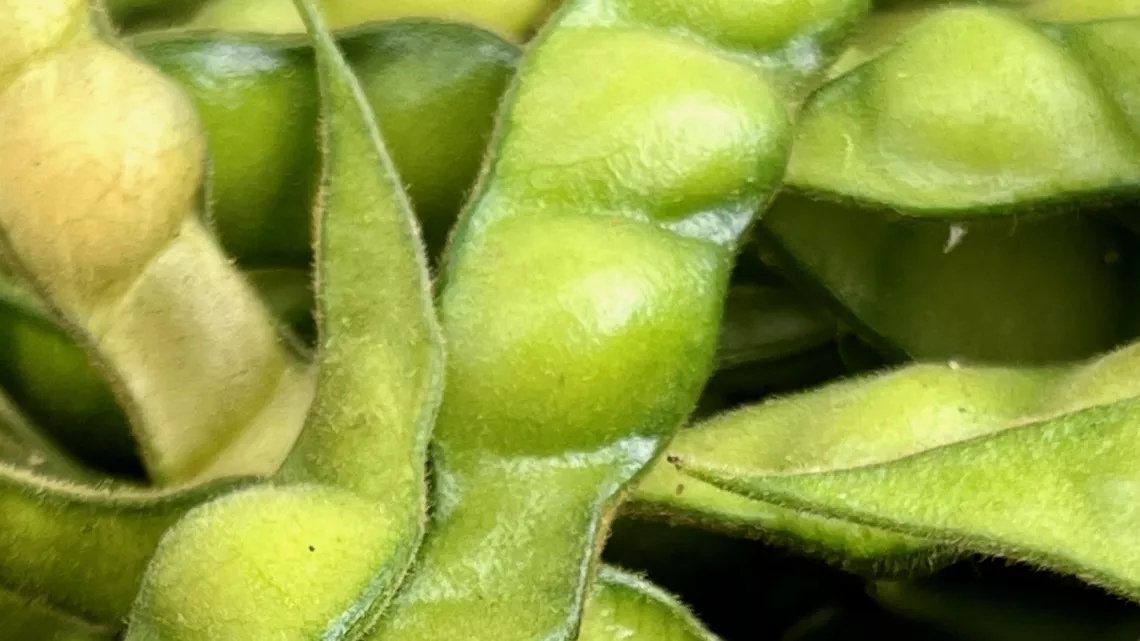 KALOU PILON SAISON 3 EPISODE 4 :  Cette semaine, Rocaya ne nous invite pas à un mariage, mais bel et bien en cuisine en compagnie de Jacky Revel Au menu: Zembrocal zembrevates, rougail zharengs, la morue avec mouroungue, salade thaïlandaise et un biscuit au matcha péi.  Le Goût péi !