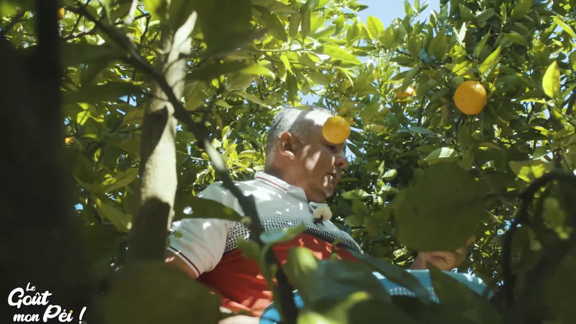 Episode 8 : Cette semaine Kalou Pilon nous emmène à la plaine des Grègues, la capitale du curcuma, le « safran péi » épice incontournable « le goût mon péi »