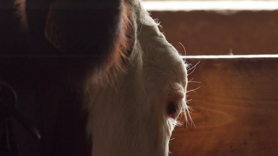 Kelly et les bergères