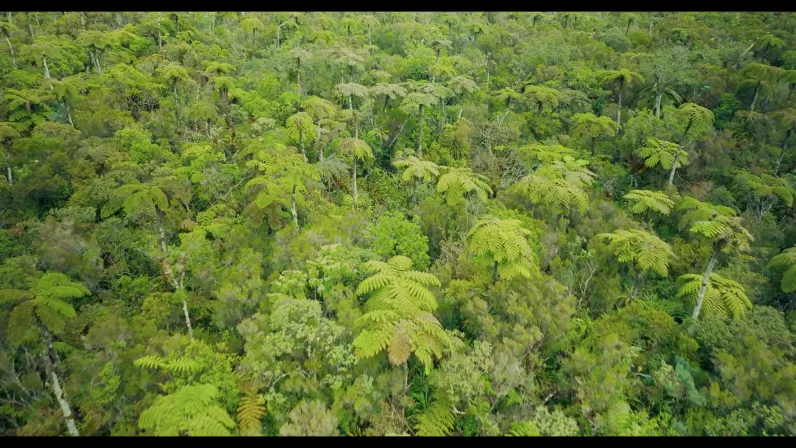   À La Réunion, des botanistes, des soigneurs, des scientifiques et des anciens unissent leurs gestes pour sauver une nature unique au monde, du sommet des forêts endémiques jusqu'aux coraux du lagon, et transmettre ce combat à la jeunesse avant qu'il ne soit trop tard.