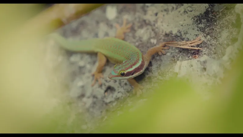   À La Réunion, des botanistes, des soigneurs, des scientifiques et des anciens unissent leurs gestes pour sauver une nature unique au monde, du sommet des forêts endémiques jusqu'aux coraux du lagon, et transmettre ce combat à la jeunesse avant qu'il ne soit trop tard.